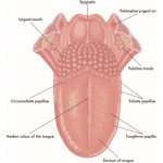 Anatomy of the tongue