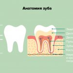 Tooth anatomy in pictures