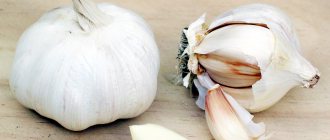 Garlic in section