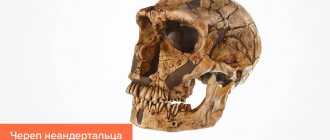 Photo of a Neanderthal skull