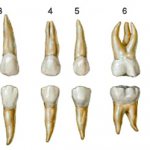 коренной зуб сколько корней имеет