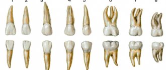How many roots does a molar have?