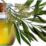 Tea tree oil for teeth: harm and benefit