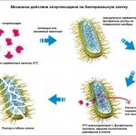 The mechanism of action of the drug on the bacterial cell