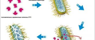The mechanism of action of the drug on the bacterial cell