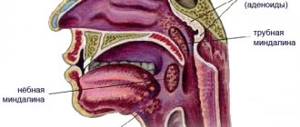 Tonsils in the nasopharynx