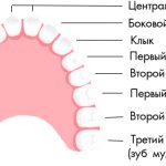 names of teeth in dentistry