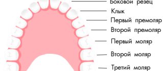 names of teeth in dentistry