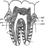 pathological resorption and resorption of roots with intact periodontium