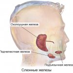 Location of the major salivary glands in humans