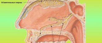 Расположение резцовых каналов и носонебного нерва