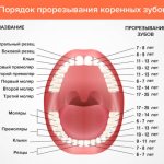 Scheme of cutting molars