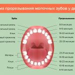 Diagram of baby teeth eruption in children in pictures