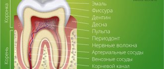 The structure of human teeth